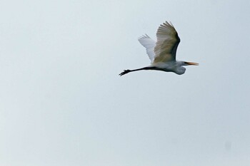 Great Egret 羽村堰 Thu, 9/23/2021