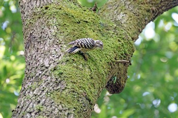 2021年9月23日(木) 昭和記念公園の野鳥観察記録