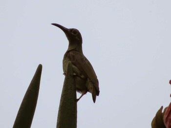 Spectacled Spiderhunter