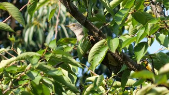 Oriental Cuckoo Osaka castle park Thu, 9/23/2021