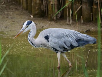 アオサギ 水元公園 2021年7月24日(土)