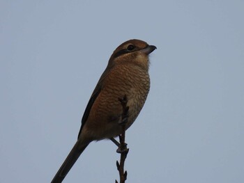 Bull-headed Shrike 近所 Thu, 9/23/2021