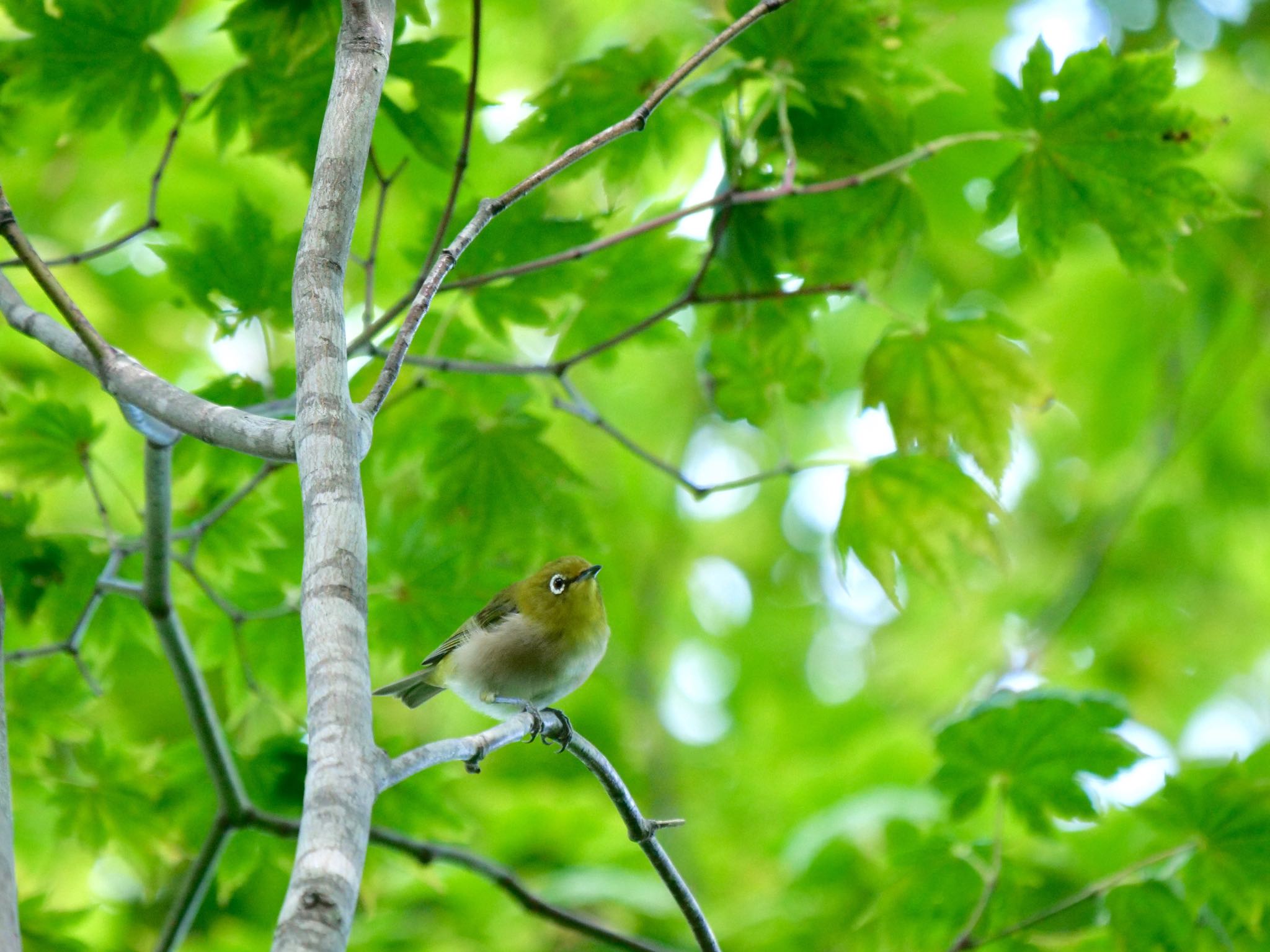 支笏湖野鳥の森 メジロの写真 by shontak