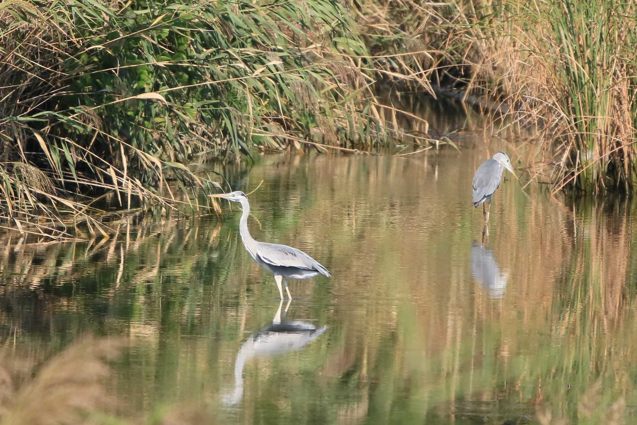 葛西臨海公園 アオサギの写真 by てれすこ