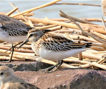 Broad-billed Sandpiper Daijugarami Higashiyoka Coast Thu, 9/23/2021