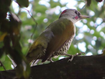 2021年9月23日(木) 生田緑地の野鳥観察記録