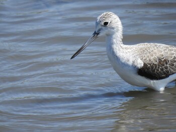 2021年9月23日(木) 六郷橋緑地の野鳥観察記録