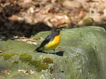 Narcissus Flycatcher 呉羽丘陵 Sat, 4/22/2017