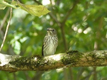 2021年9月23日(木) 十里木高原の野鳥観察記録