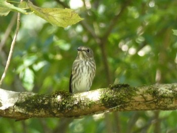 Thu, 9/23/2021 Birding report at 十里木高原