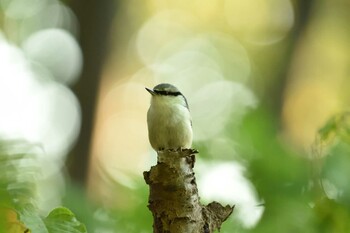 ゴジュウカラ 西岡公園(西岡水源地) 2021年9月23日(木)