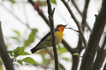 Narcissus Flycatcher 神奈川県 Sat, 4/22/2017