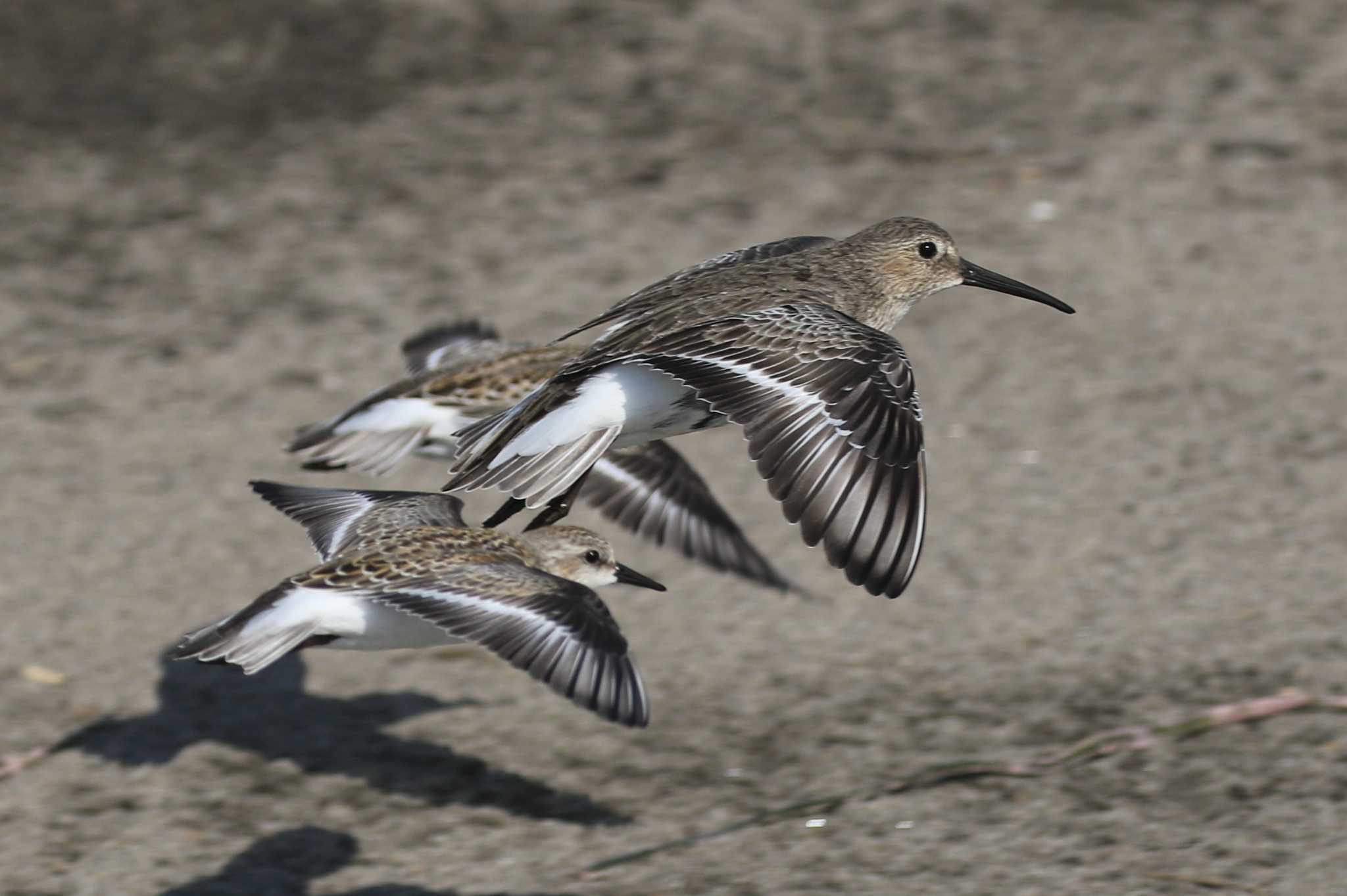 Dunlin