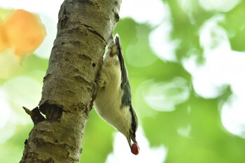 ゴジュウカラ 西岡公園(西岡水源地) 2021年9月23日(木)