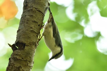 ゴジュウカラ 西岡公園(西岡水源地) 2021年9月23日(木)