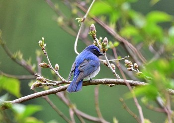 Blue-and-white Flycatcher 神奈川県 Sat, 4/22/2017