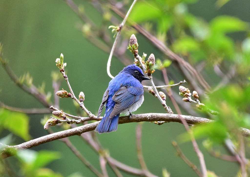 Photo of Blue-and-white Flycatcher at 神奈川県 by くまのみ