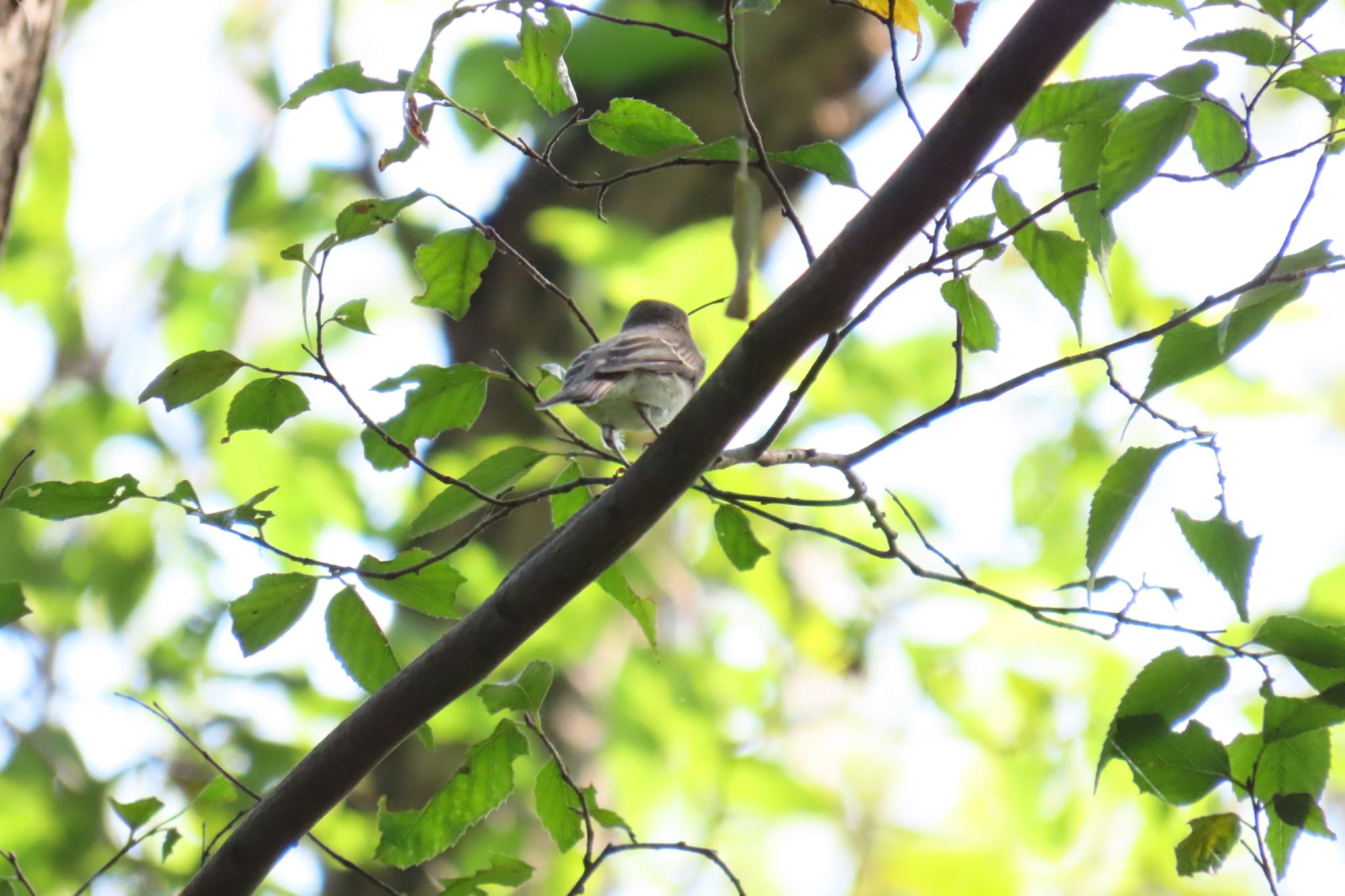 秋ヶ瀬公園(ピクニックの森) コサメビタキの写真 by あーる