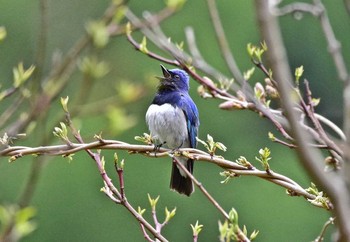 Blue-and-white Flycatcher 神奈川県 Sat, 4/22/2017