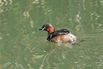 カイツブリ 琵琶湖近辺 2021年9月10日(金)