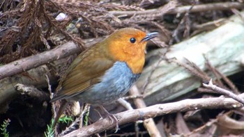 Japanese Robin 神奈川県 Sat, 4/22/2017