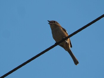 2021年9月23日(木) 川越市の野鳥観察記録