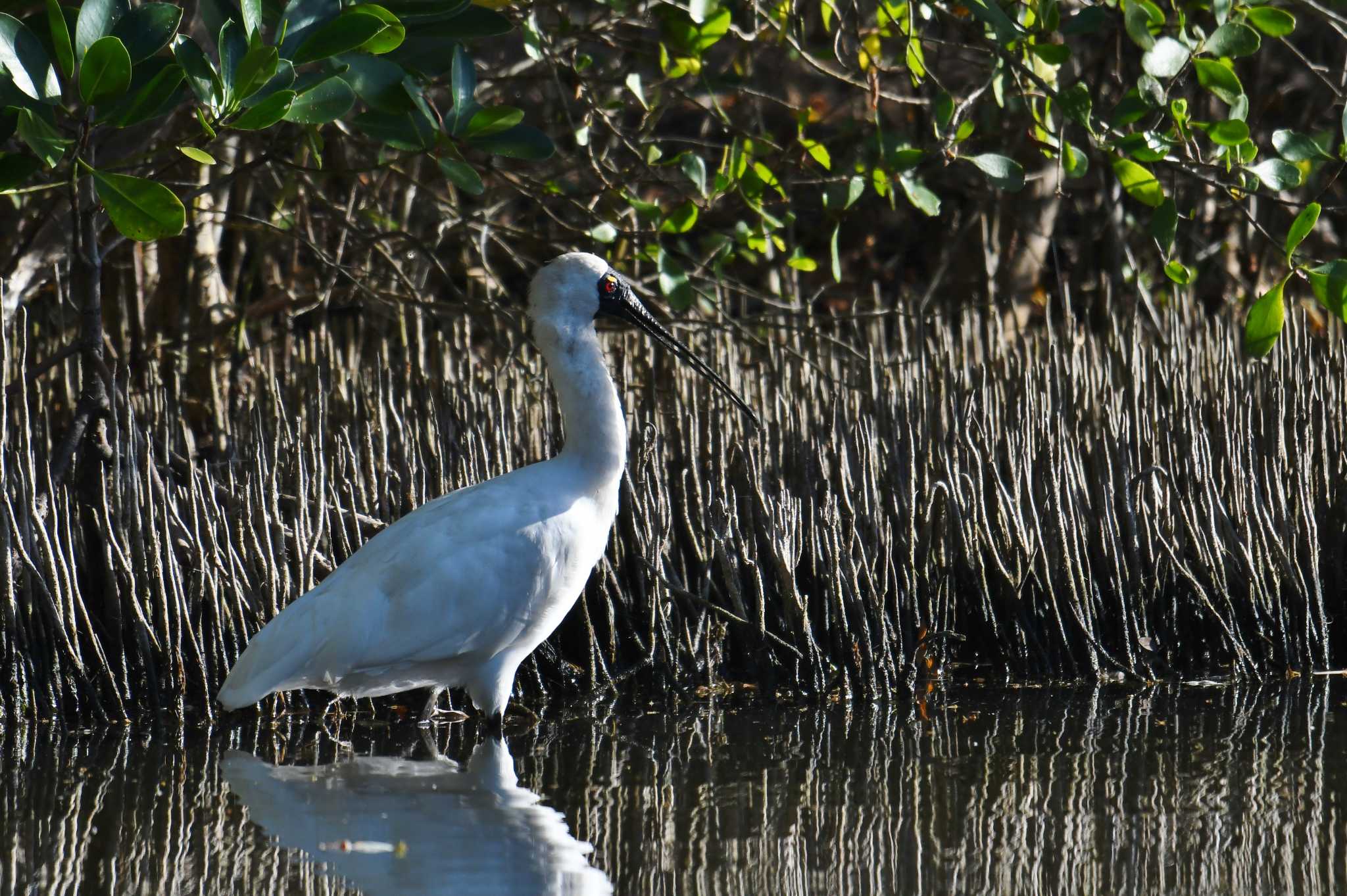 Royal Spoonbill