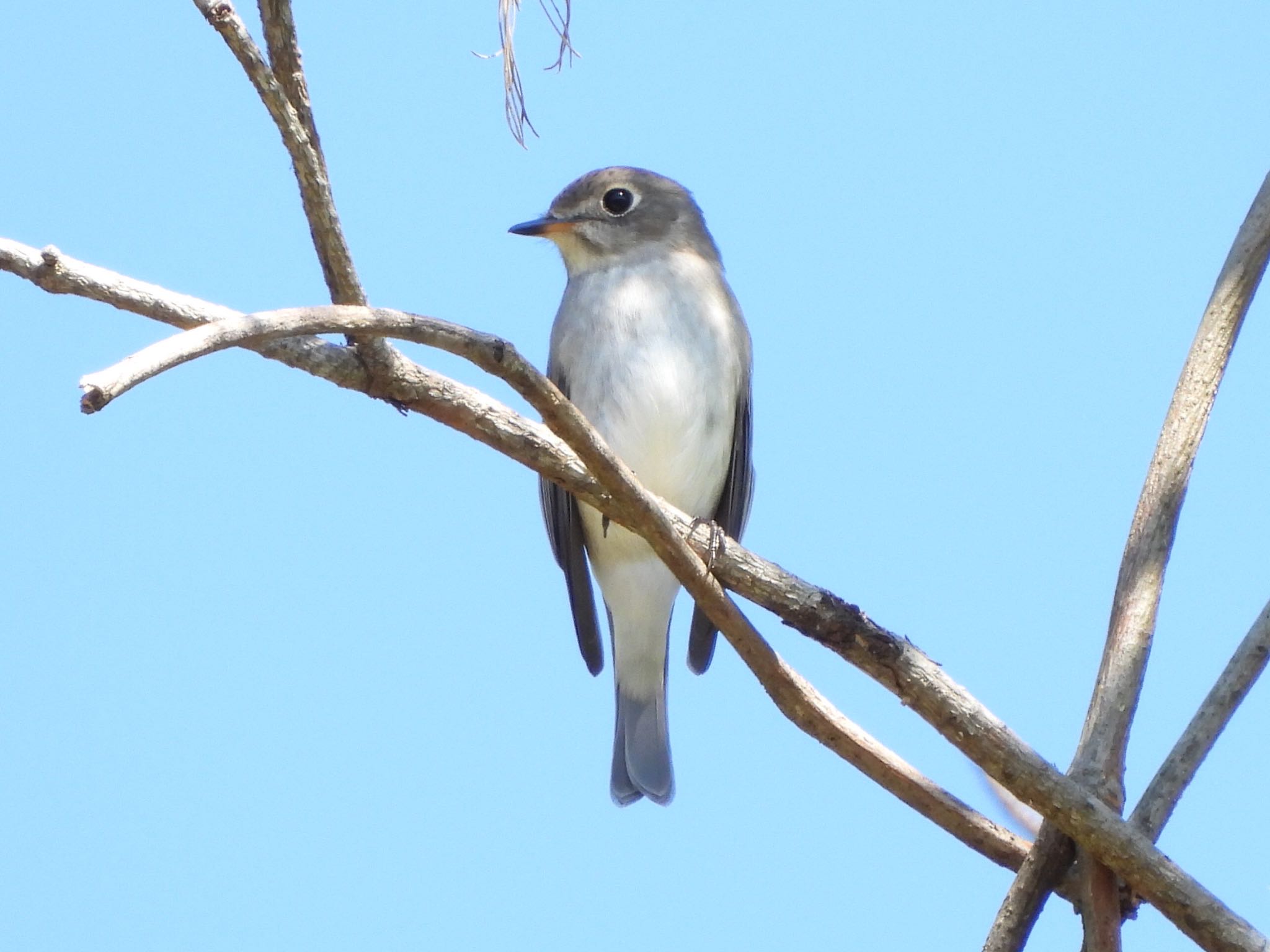 Photo of Asian Brown Flycatcher at 江汐公園(山口県) by chee