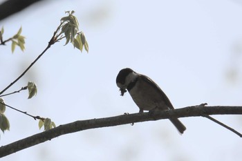 2017年4月22日(土) 滋賀県希望が丘文化公園の野鳥観察記録