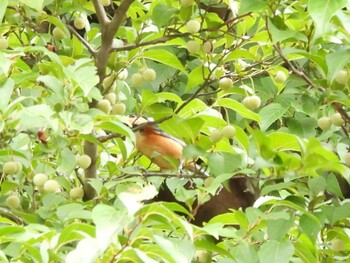 Varied Tit 江汐公園(山口県) Sat, 9/11/2021