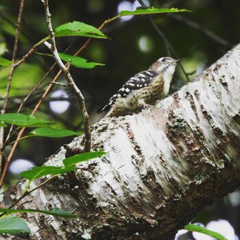 Japanese Pygmy Woodpecker 江汐公園(山口県) Sat, 9/11/2021