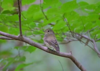 キビタキ 東京都立桜ヶ丘公園(聖蹟桜ヶ丘) 2021年9月22日(水)