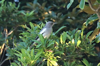 カラムクドリ 兵庫県神戸市 2021年9月21日(火)