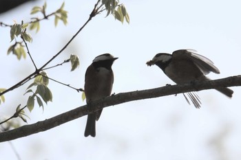 ヤマガラ 滋賀県希望が丘文化公園 2017年4月22日(土)