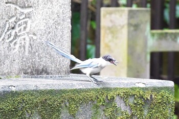 オナガ 東京都港区青松寺 2021年9月23日(木)