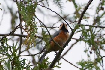 2021年9月22日(水) 福井緑地(札幌市西区)の野鳥観察記録