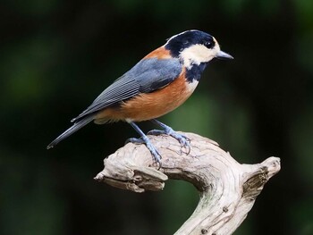 Varied Tit 西湖野鳥の森公園 Sat, 10/3/2020