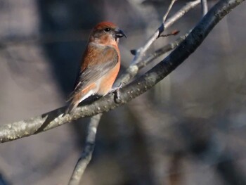 Red Crossbill 長野県諏訪市守屋山 Sun, 12/27/2020