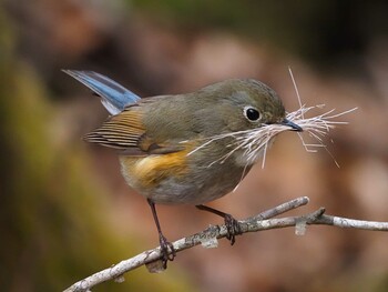 Red-flanked Bluetail 大蔵高丸 Tue, 5/4/2021