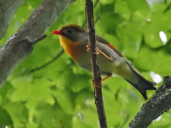 Red-billed Leiothrix 焼山沢真木林道 Sat, 8/7/2021