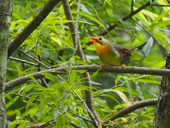 Red-billed Leiothrix 山梨県大月市湯ノ沢峠徒歩登山道 Sat, 8/7/2021