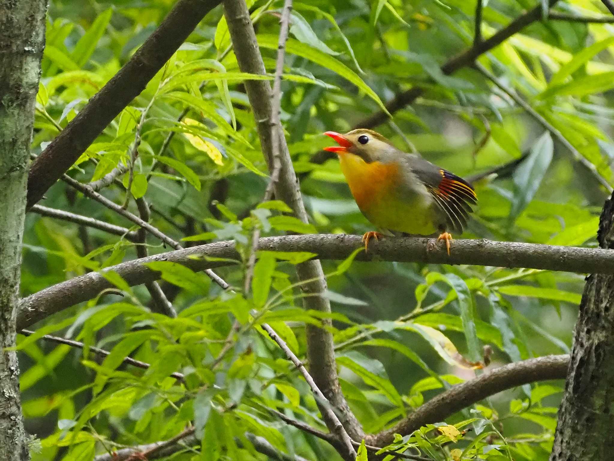 Photo of Red-billed Leiothrix at 山梨県大月市湯ノ沢峠徒歩登山道 by 日根野 哲也