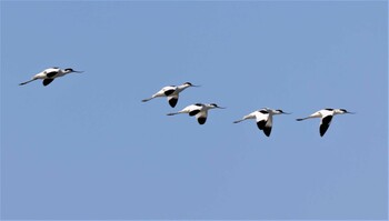 Pied Avocet Daijugarami Higashiyoka Coast Wed, 9/22/2021