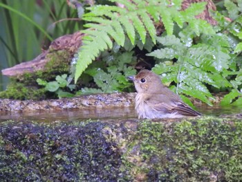 Narcissus Flycatcher Kyoto Gyoen Thu, 9/23/2021