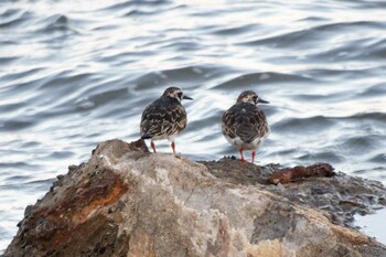 2021年7月24日(土) 千倉の野鳥観察記録