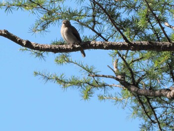 Asian Brown Flycatcher 上高地 Fri, 8/27/2021