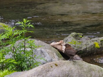 Brown Dipper 尚仁沢湧水 Sat, 5/29/2021