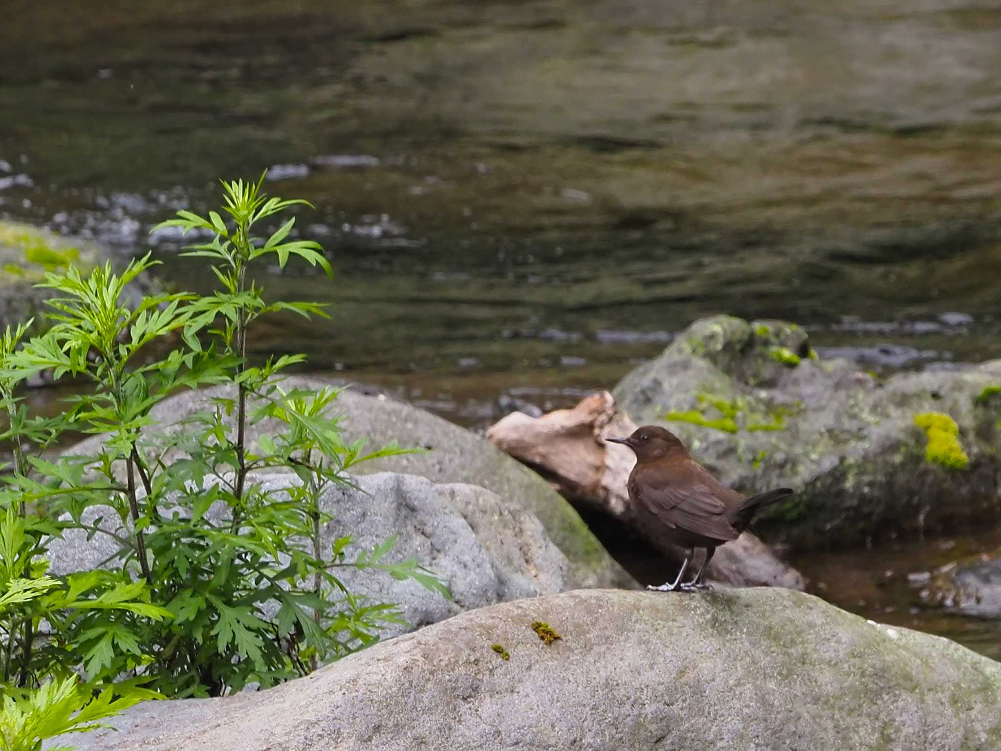 Photo of Brown Dipper at 尚仁沢湧水 by 日根野 哲也