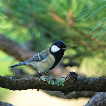 2021年9月24日(金) びわこ文化公園の野鳥観察記録