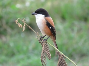 タカサゴモズ Angkhang Nature Resort 撮影日未設定